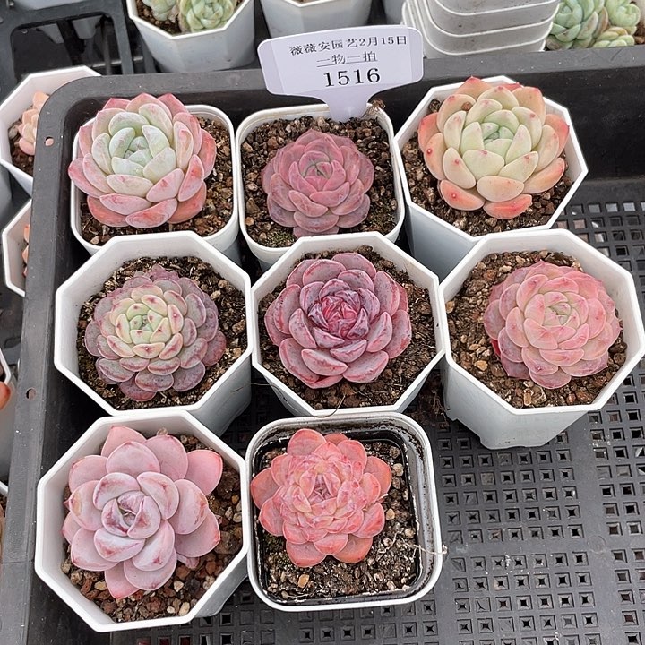 薇薇安园艺多肉1516