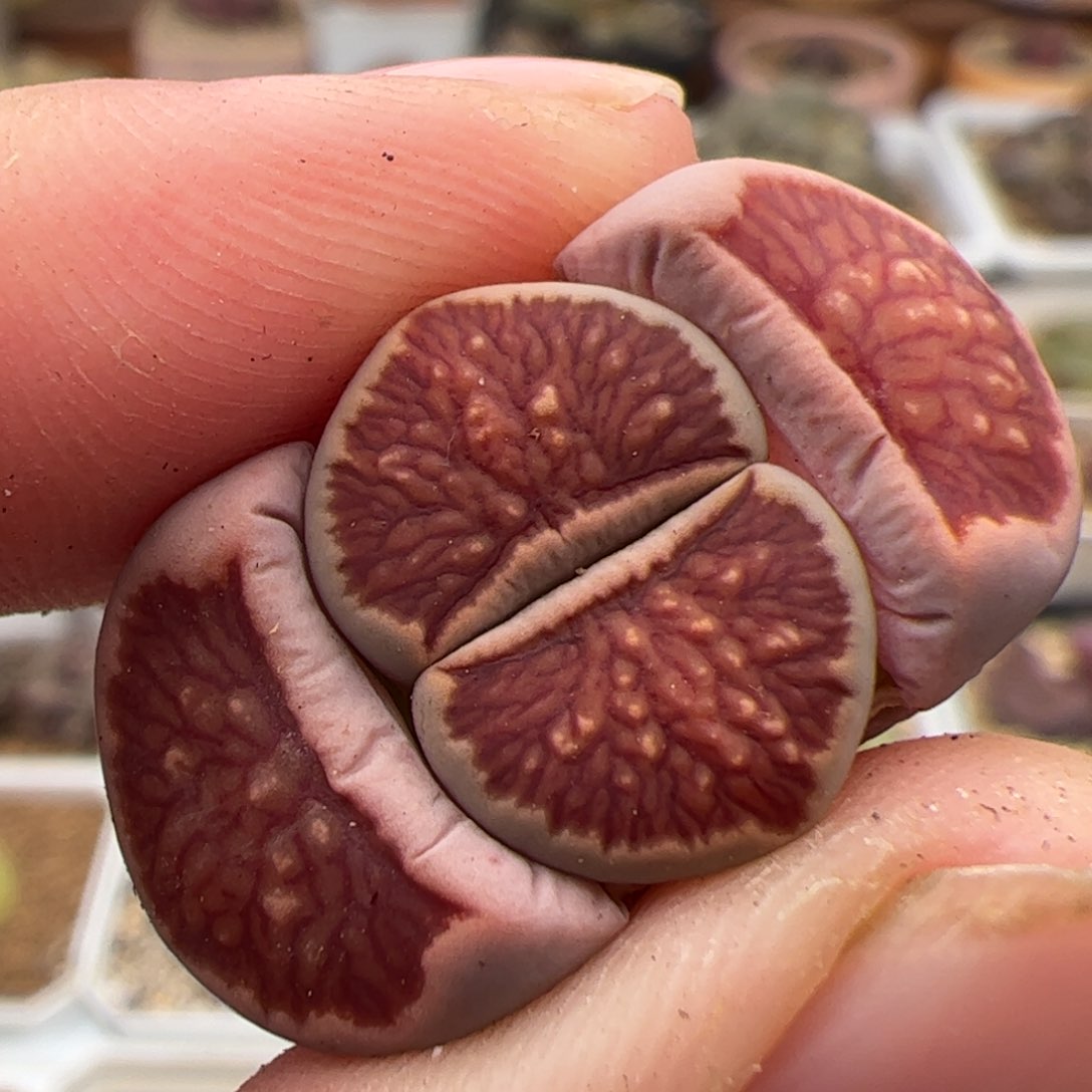 0337号菊 多肉植物