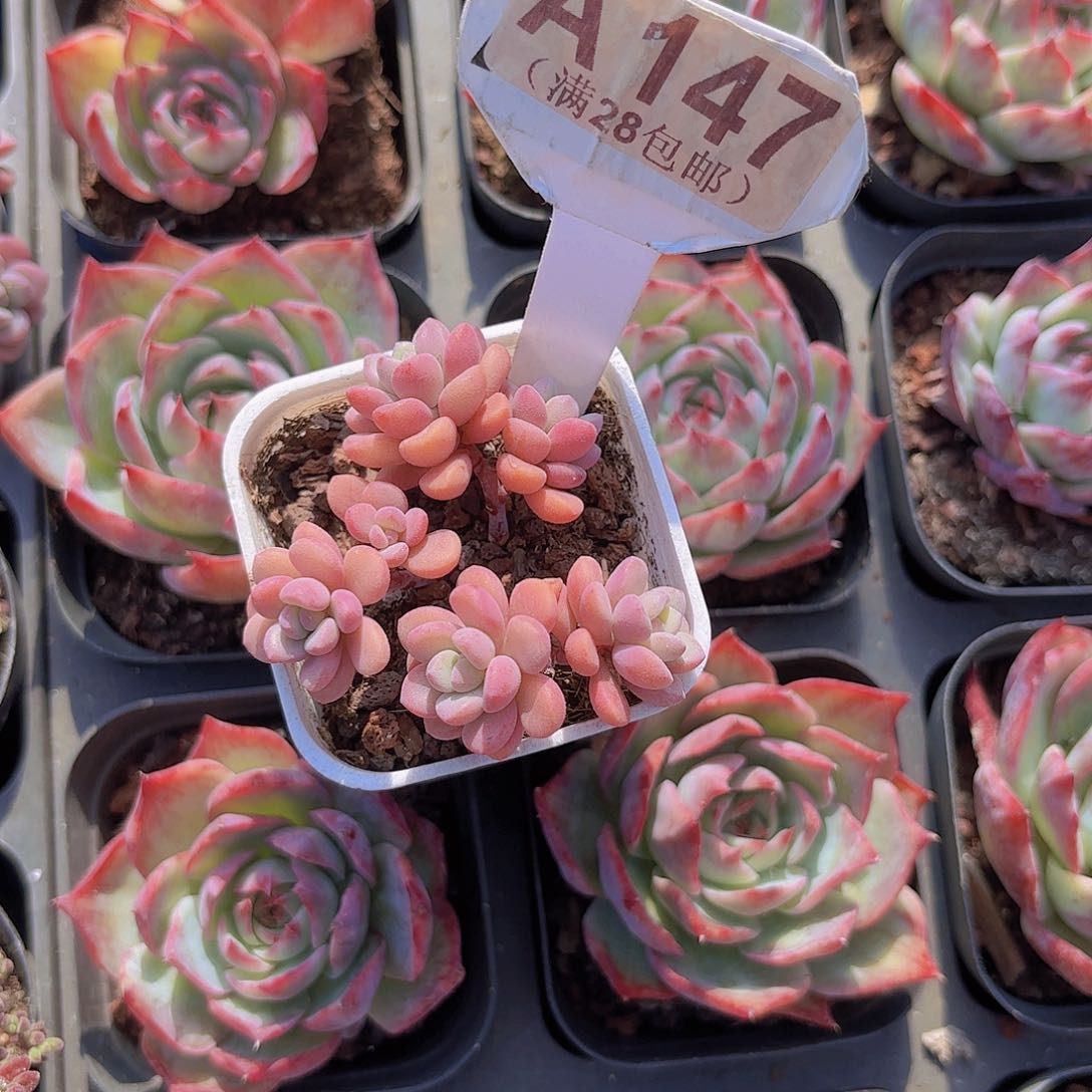 A147天线宝宝一物一拍 