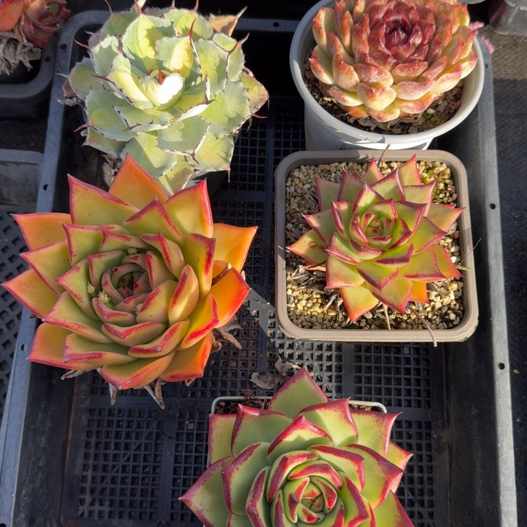 从前慢多肉精选编号0102.50