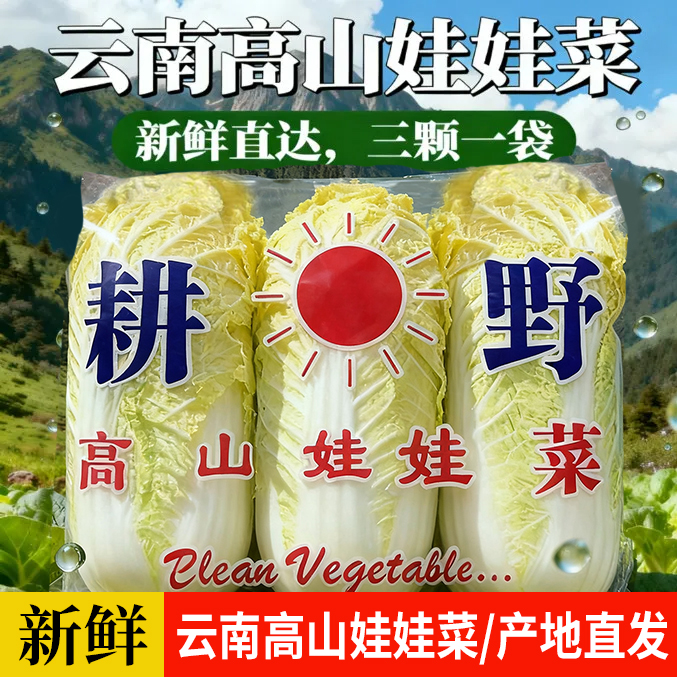 云南高原露天新鲜黄心娃娃菜产地直销现摘现卖