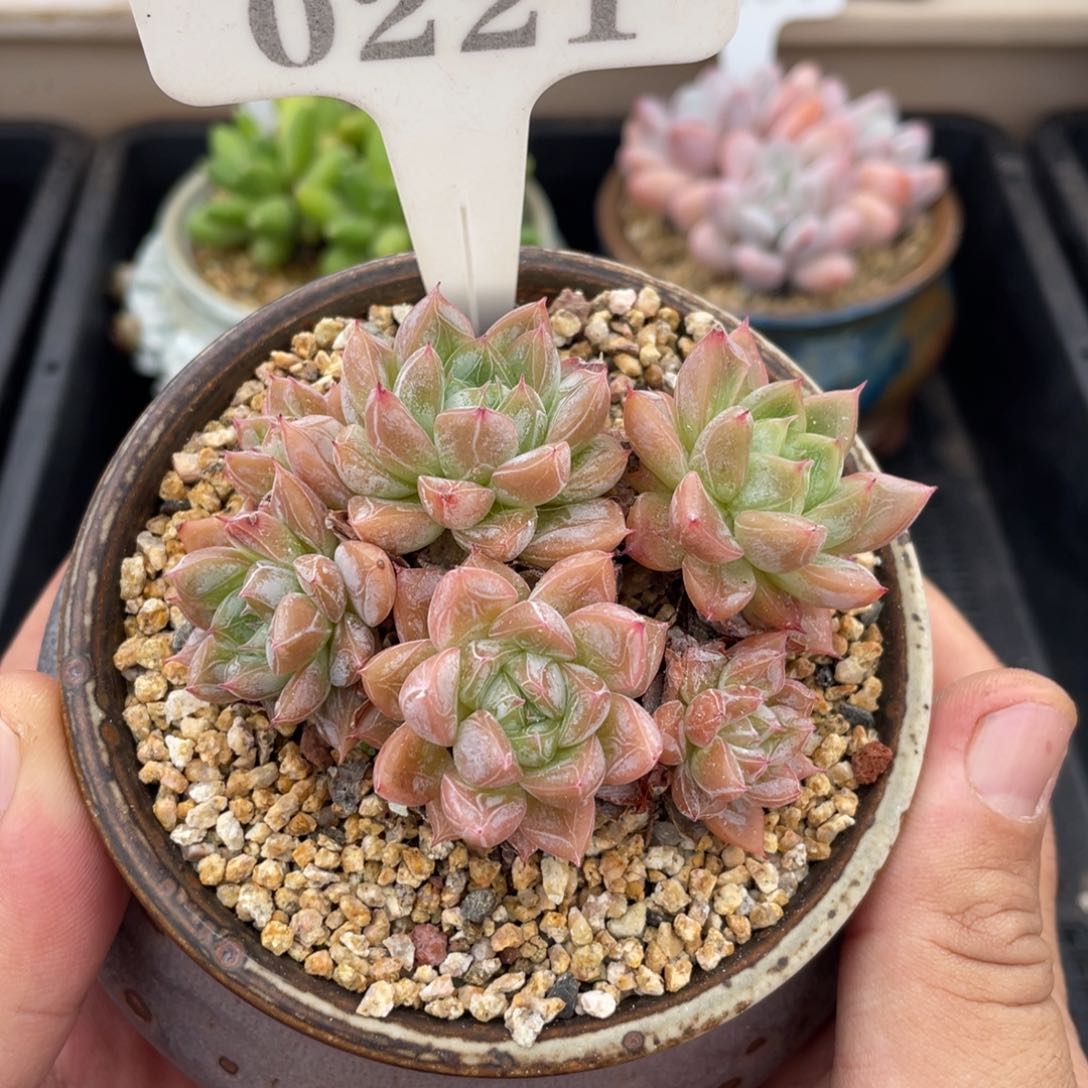 0221爱莎不带盆7厘米