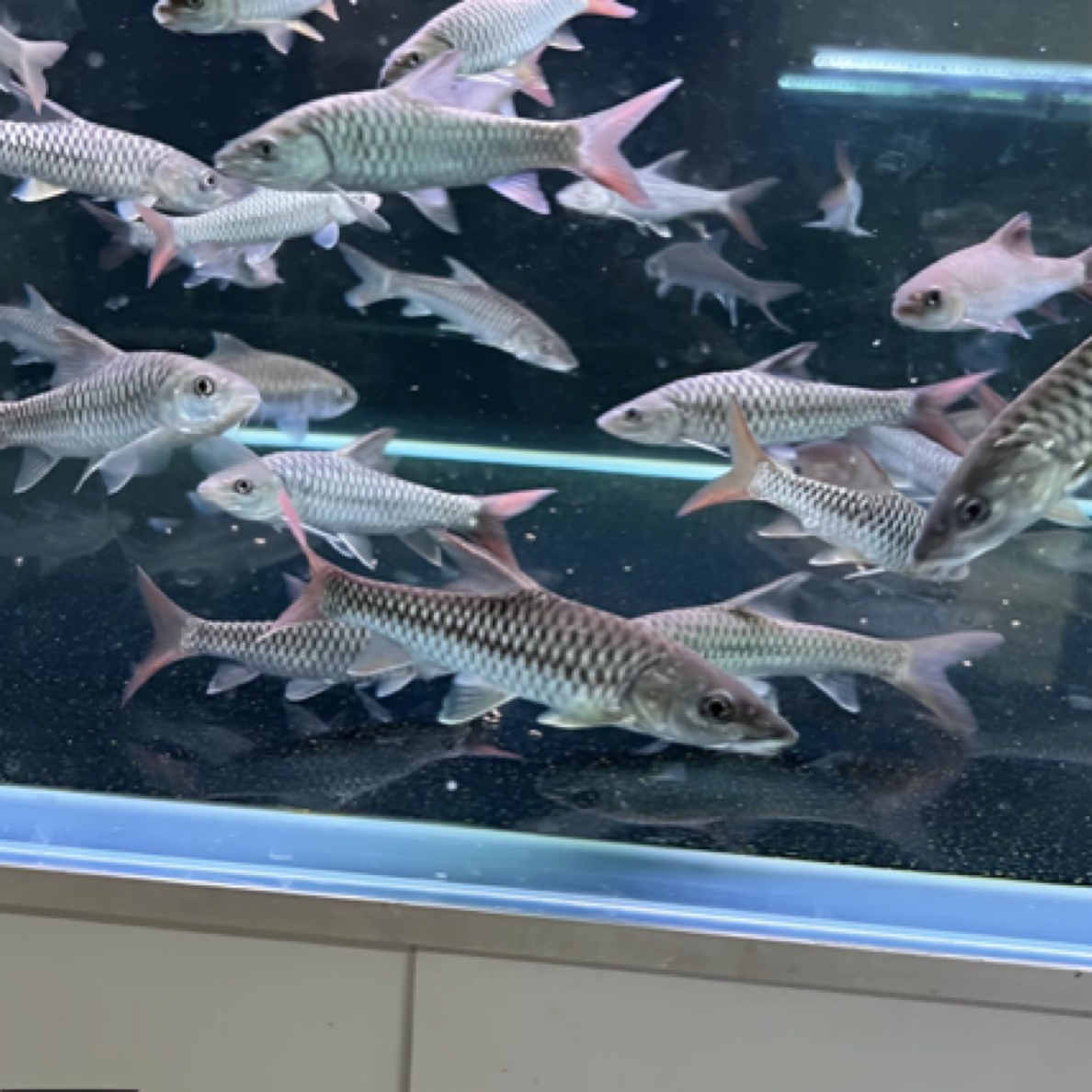 缅甸盈江结鱼活体鱼观赏鱼广温鱼