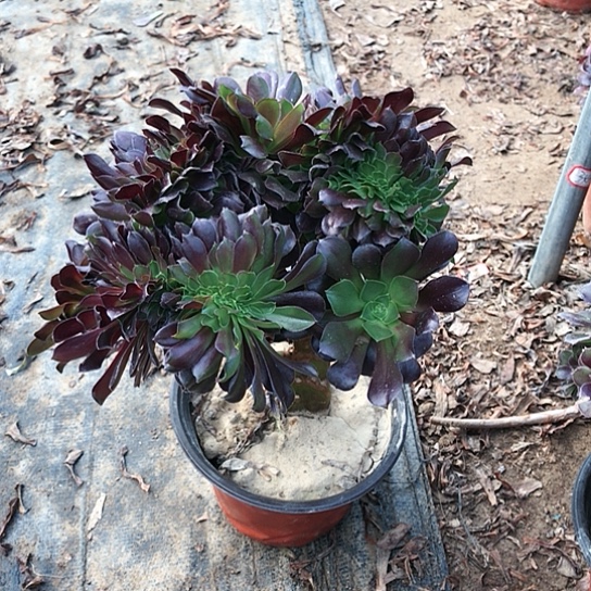 欧紫缀法师00000005