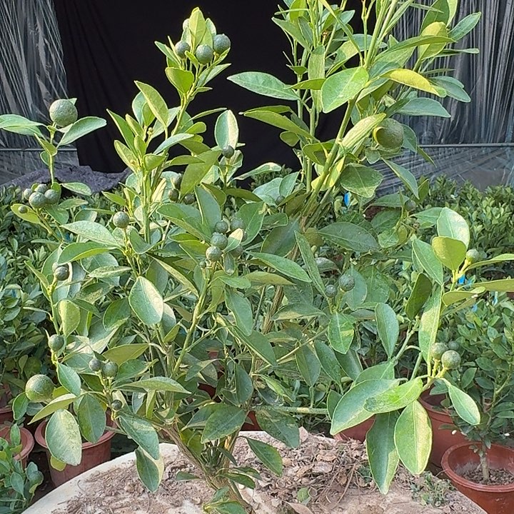 无花朵四季桔一物一拍25米