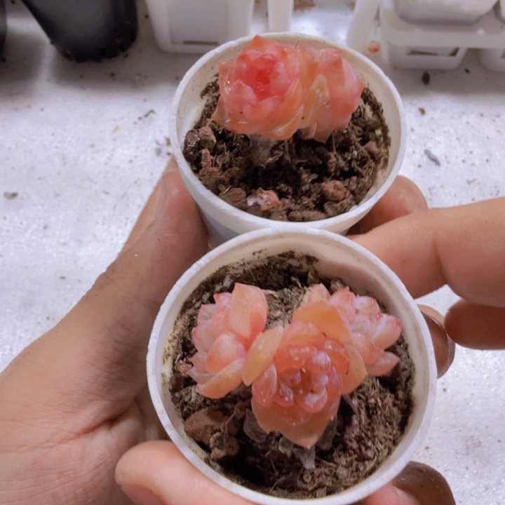 糖心小树两盆一双一群