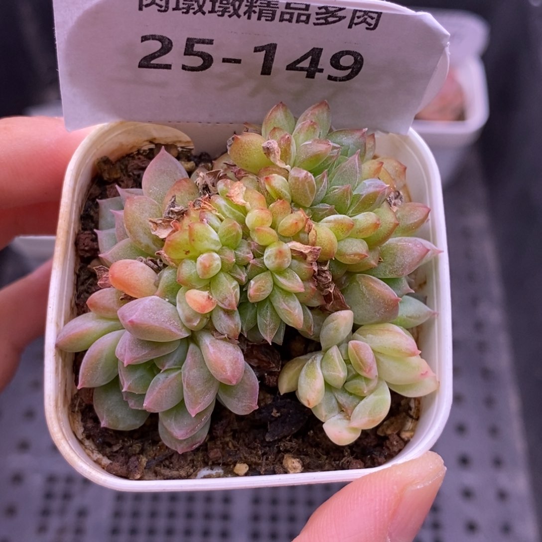 【闪购商品】25-149