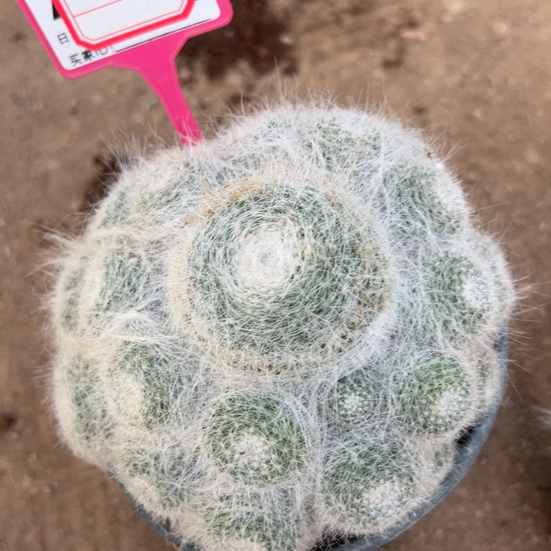 橙***成零零落落 零零落落