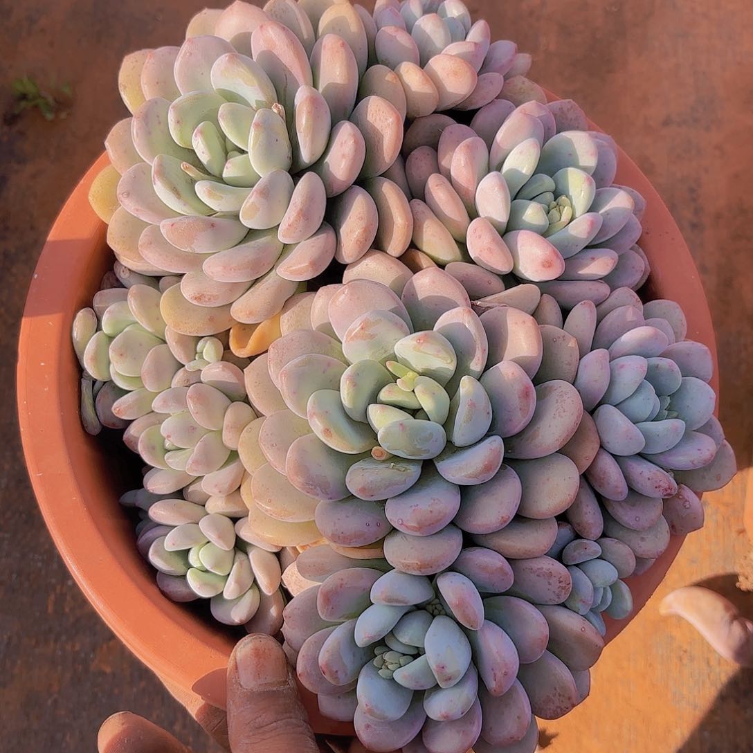 多肉植物。。。。。。。。。。。。。。