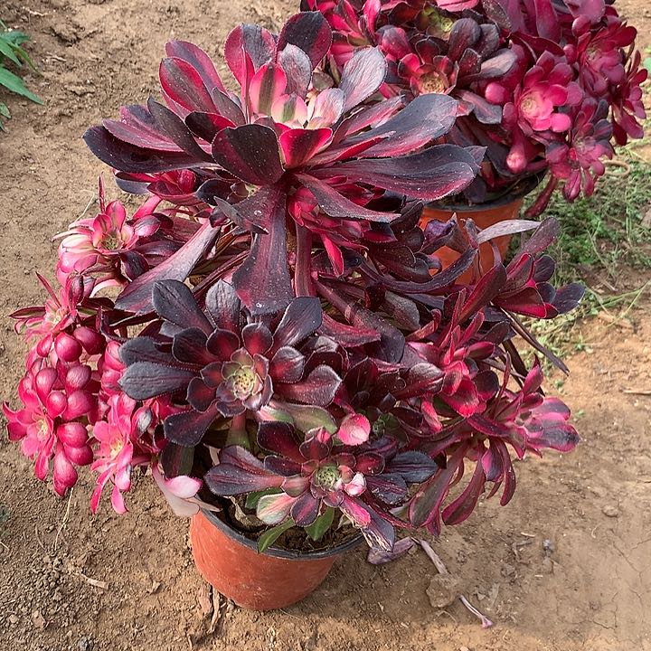 铜壶七彩多肉植物510