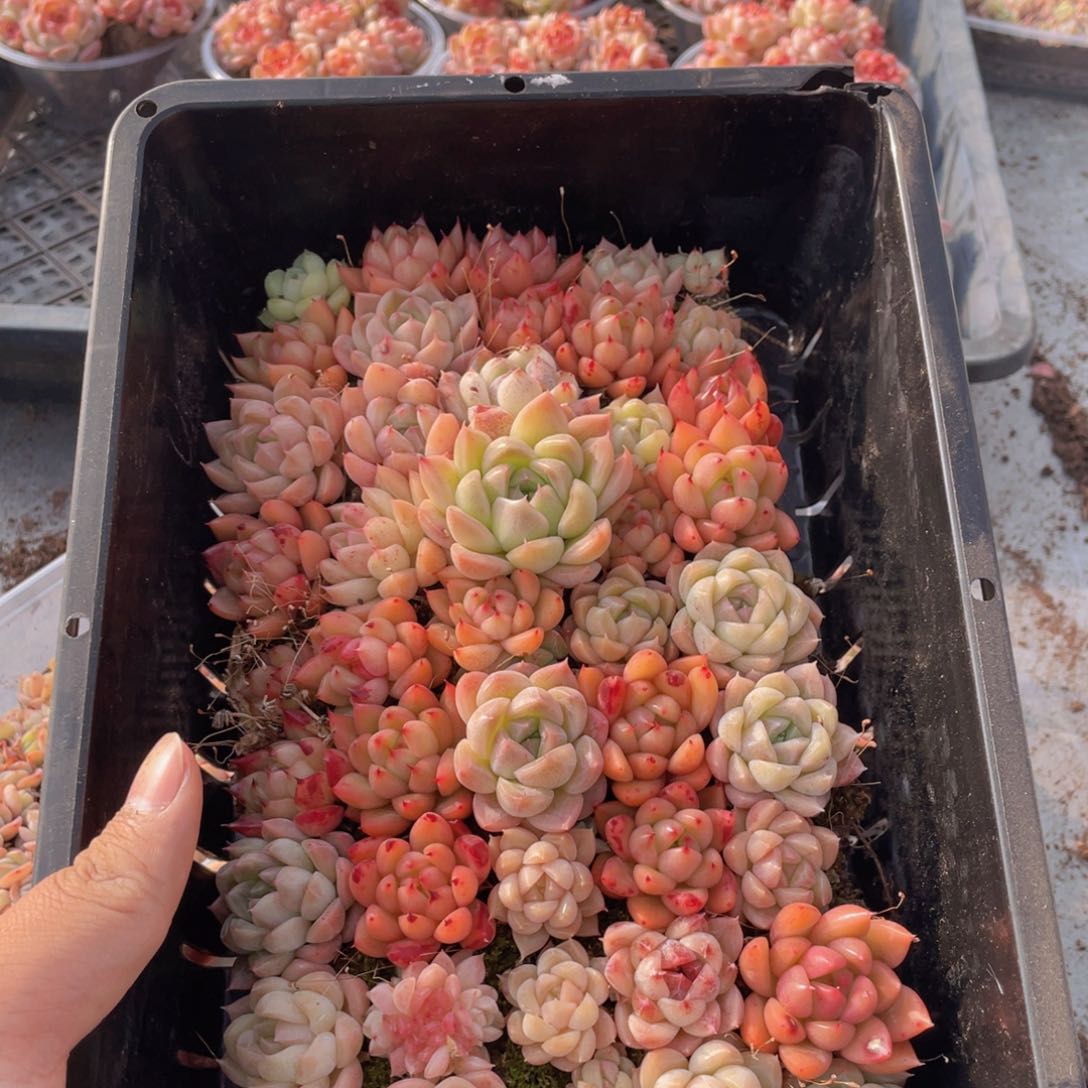云糖心多肉植物147