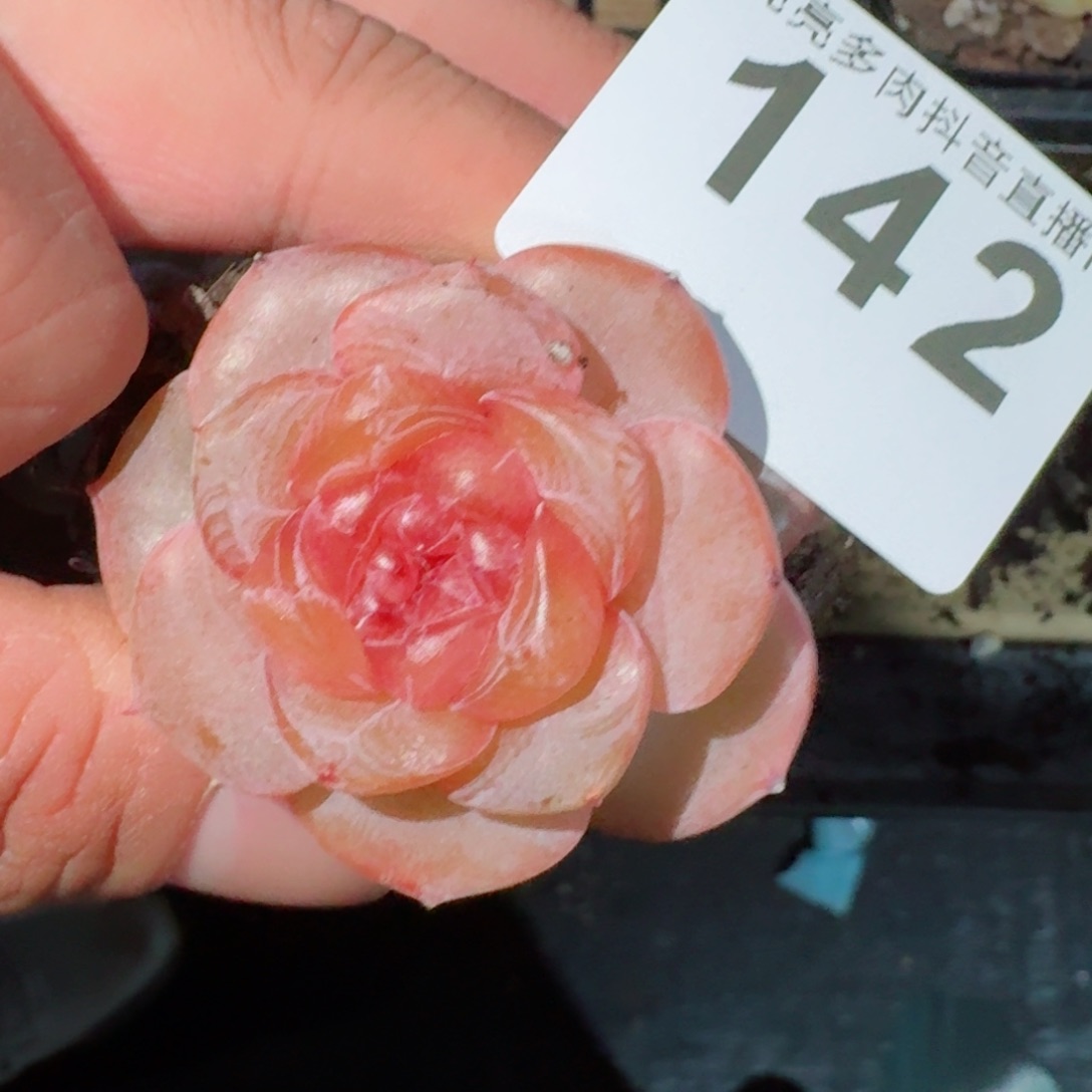 孤品         精品多肉