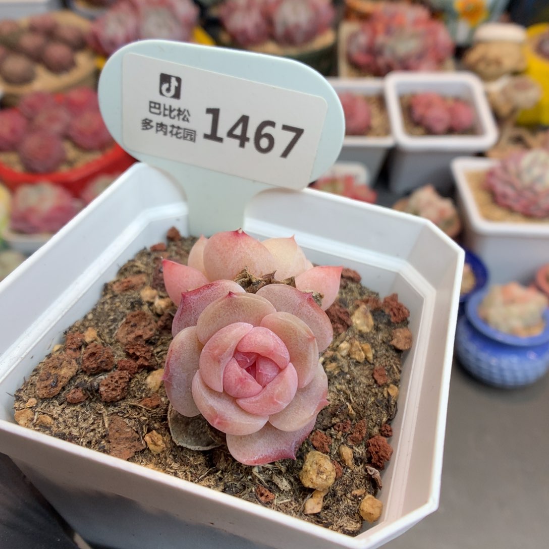 1467 双头玉颜多肉