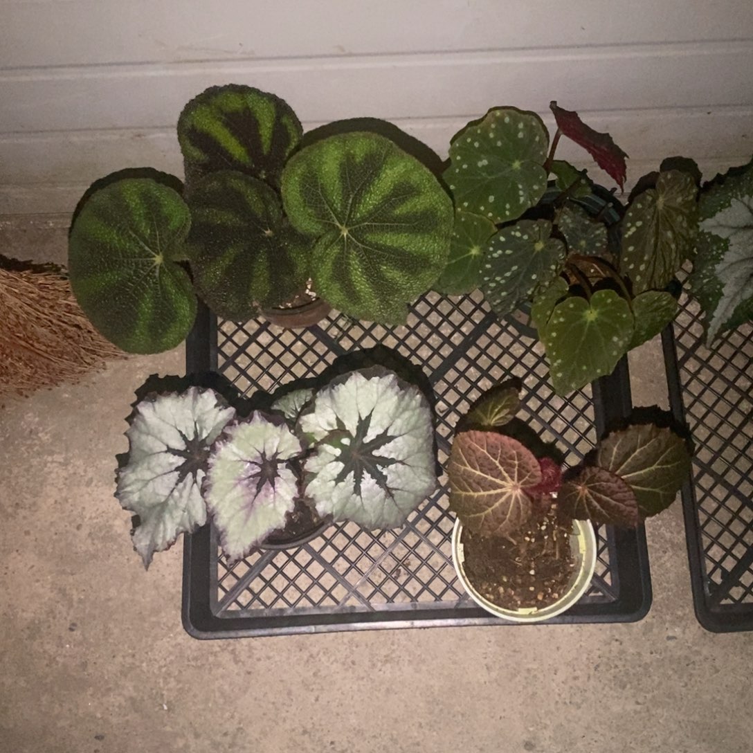 无花朵4114 活动无售后 介意勿拍