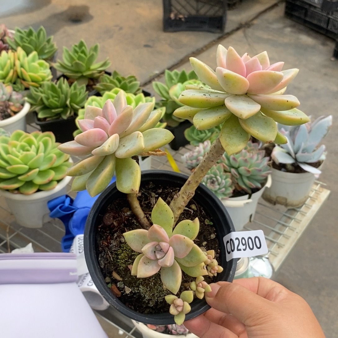 2900紫雾老桩一物一拍