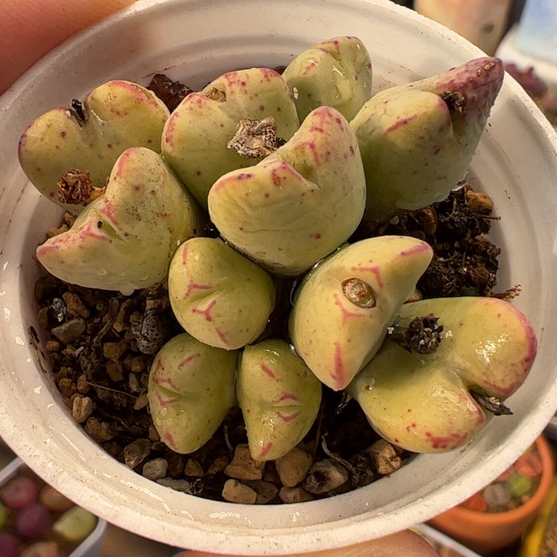 030多肉植物百科