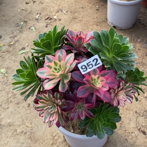 952嫁接多品种多肉法师