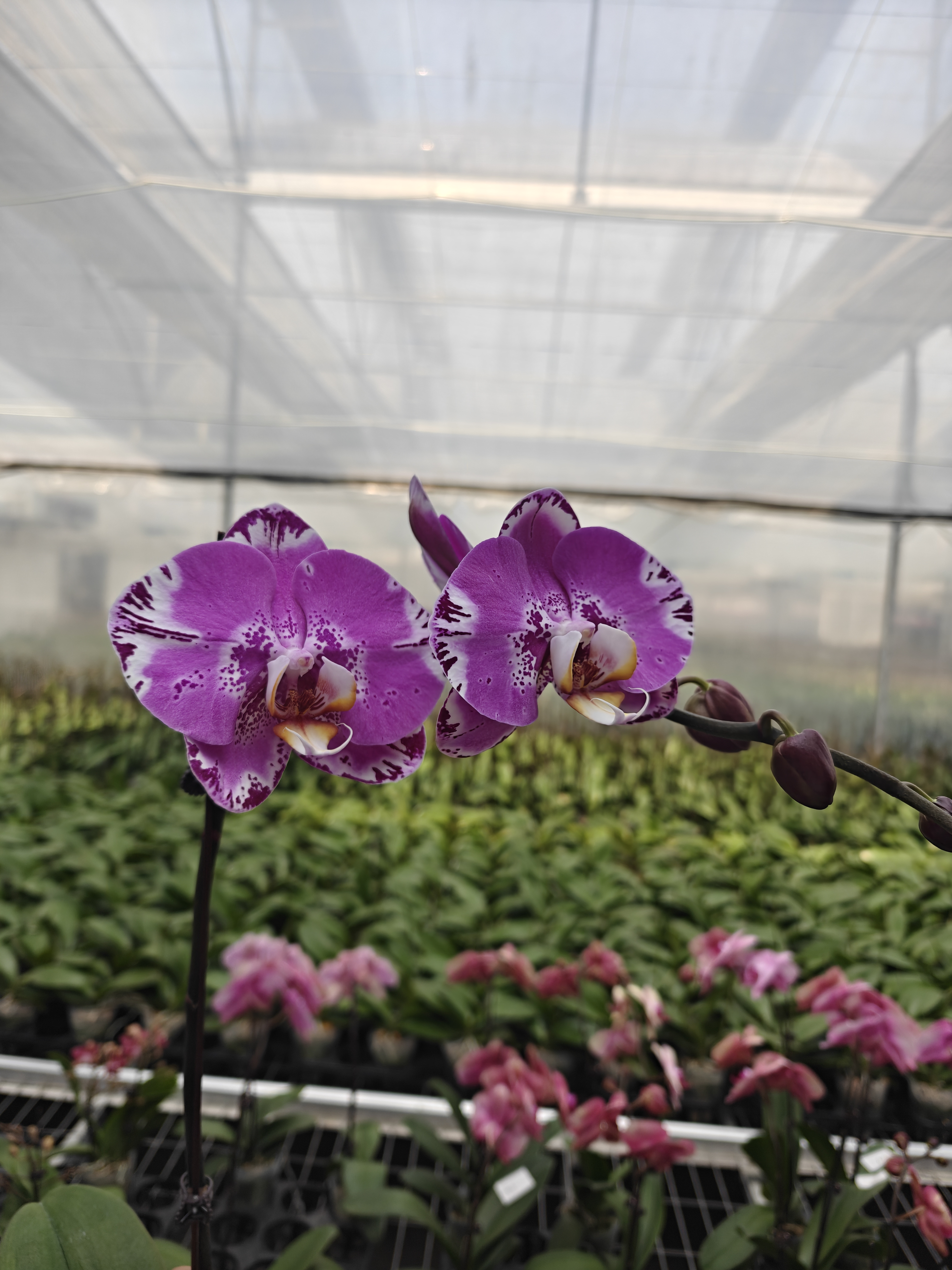 藏宝图3寸大花精品兰花人人都喜欢开花株带花带花苞基地直发