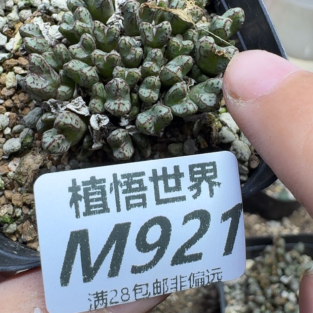 多肉植物的润泽fhn