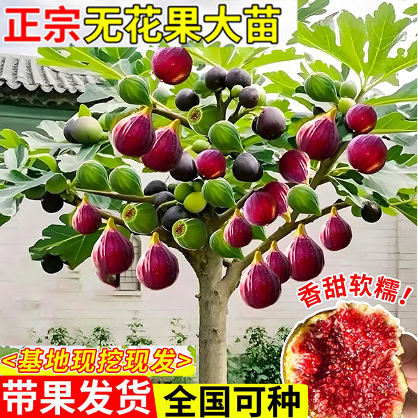 格外迷直播福利 无花果树苗 一物一拍 