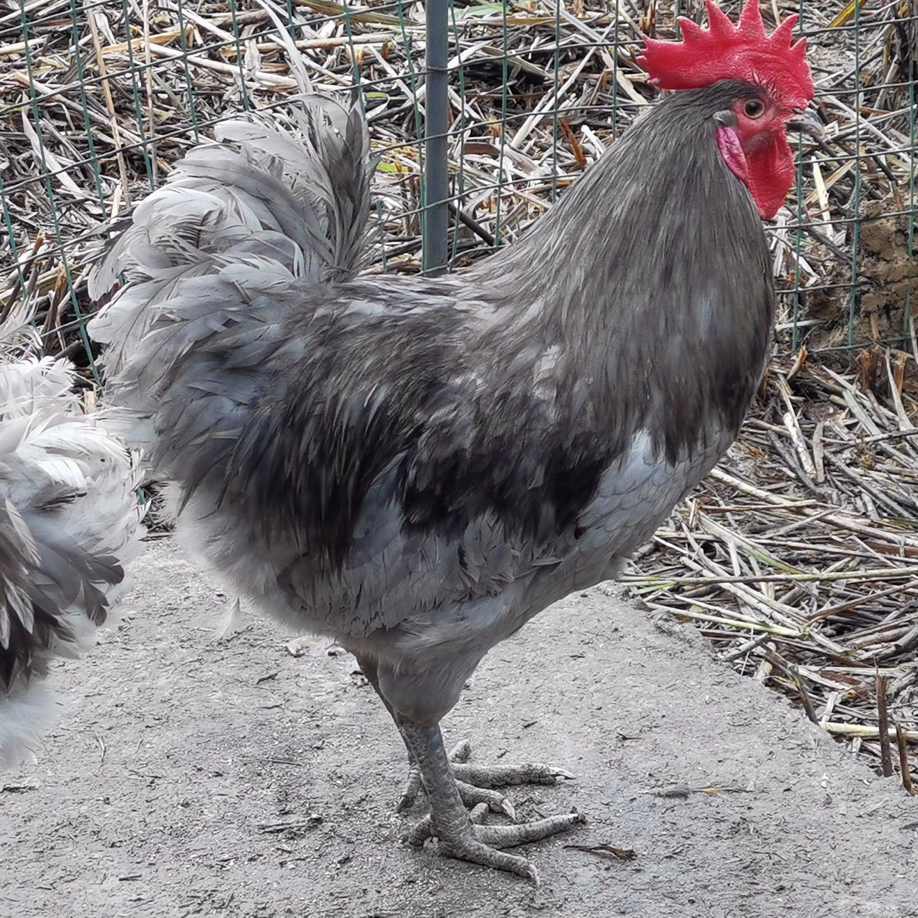 快下蛋成年安义瓦灰鸡鱼鳞青年瓦灰鸡脱温鸡