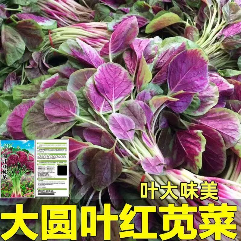 圆叶红苋菜种子汉菜籽四季蔬菜红圆叶苋菜柳叶盆栽菜种子春季阳台