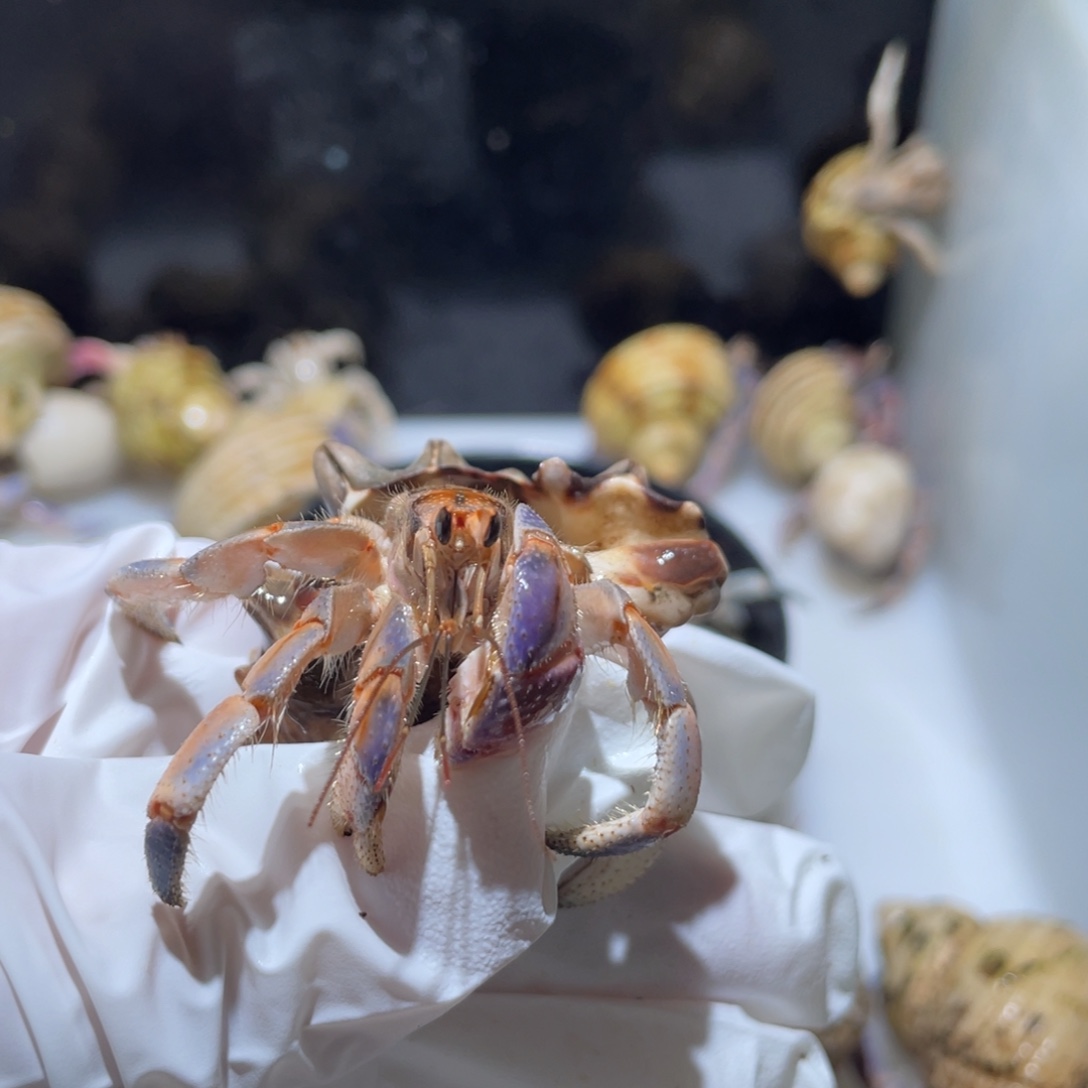 Q2 紫陆斑马专拍1.9口粉桔色