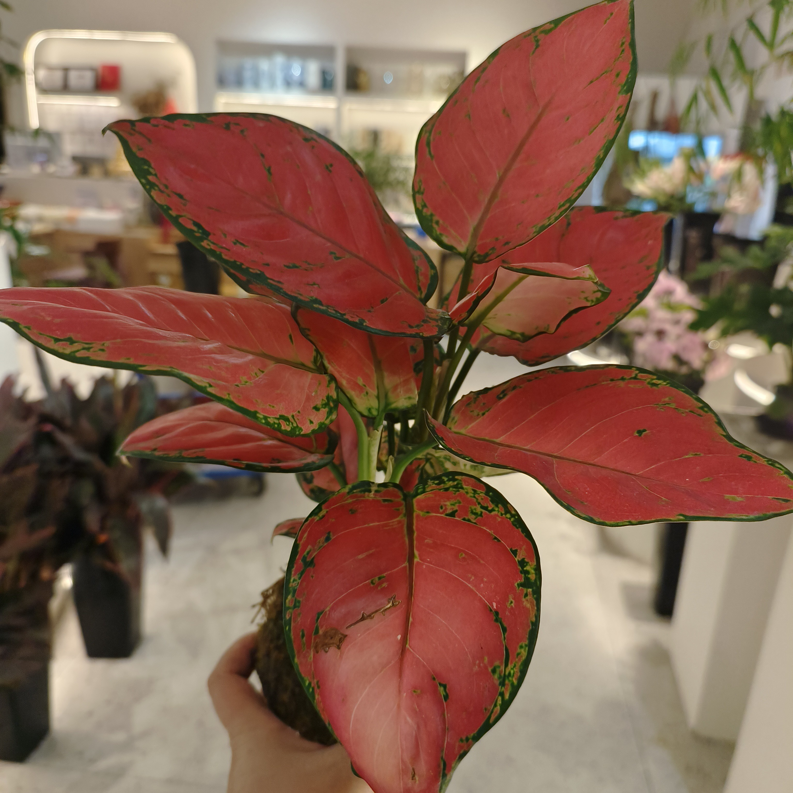 苔藓球，红宝石，桌面小绿植。小时达同城配送。