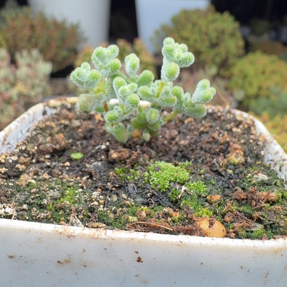 A370超级莱斯尺寸小