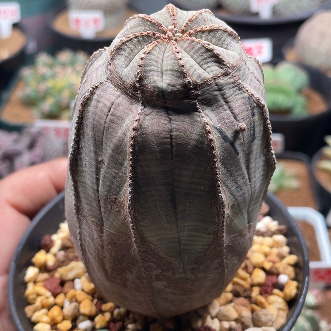 实生璇棱锈斑欧系布纹球