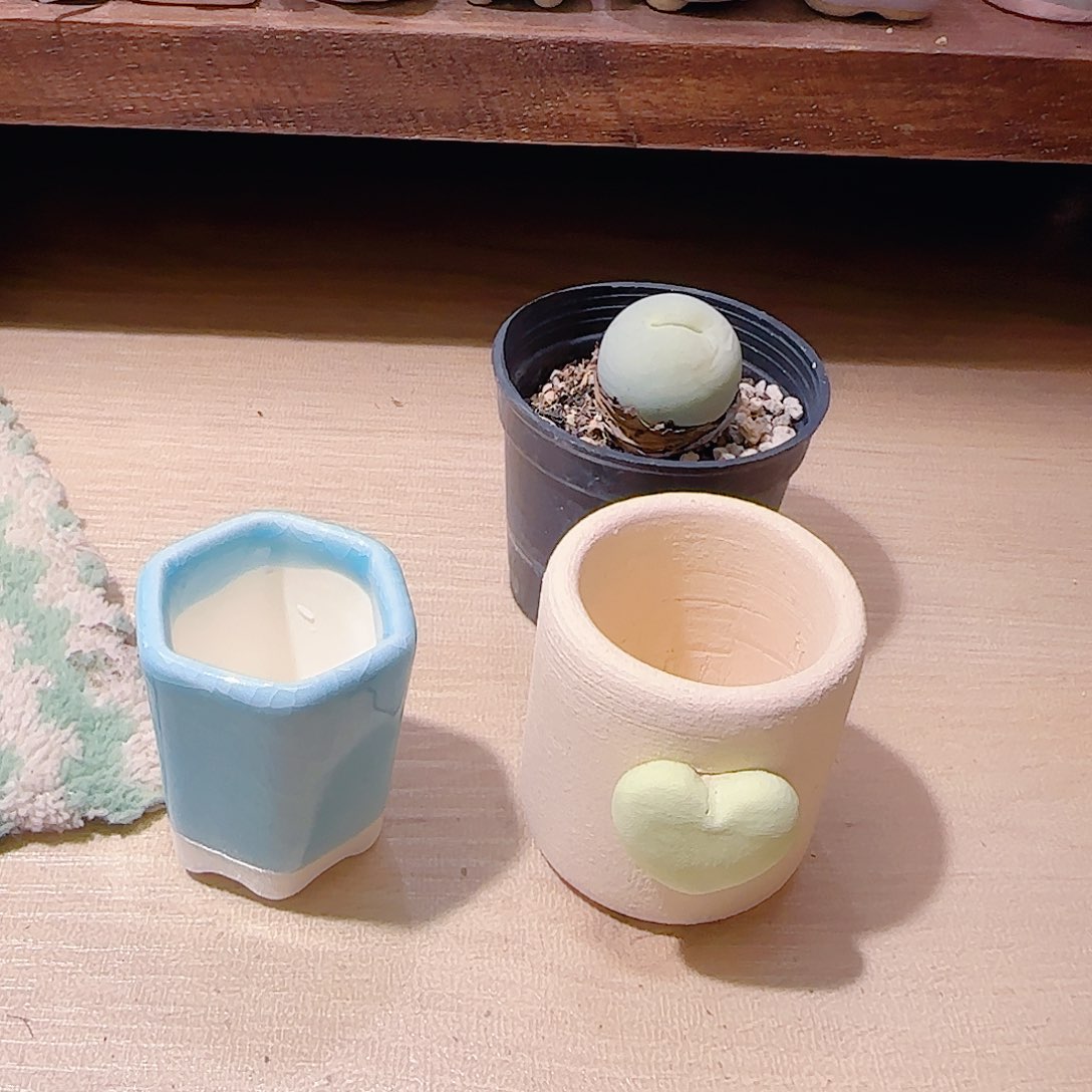 柠****T鸽子蛋种爱心+蓝盆盆口2.5cm