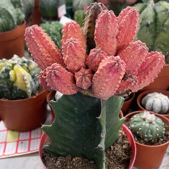 仙人球开花仙人球上仙人球