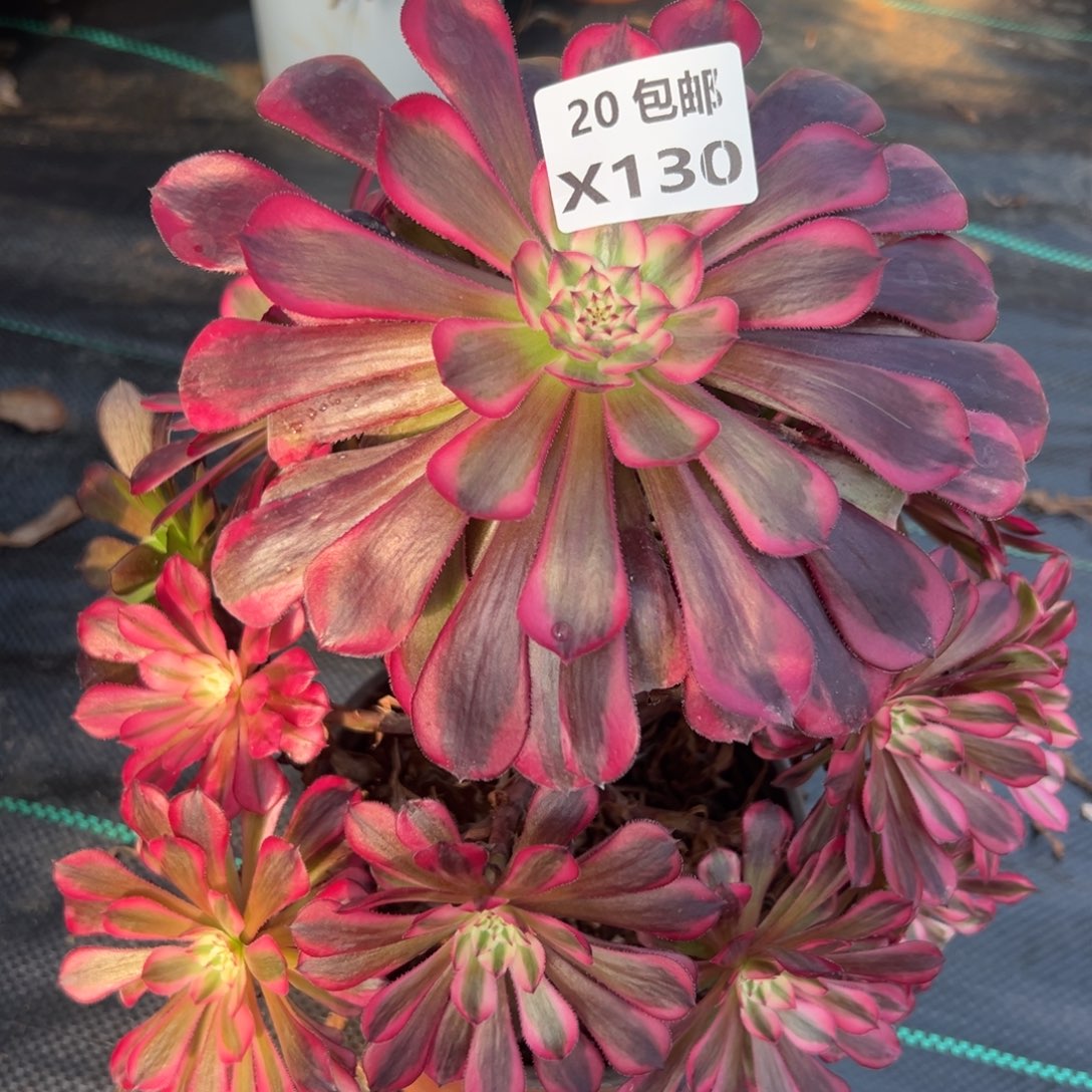 130红铜白，满20包邮嘟叮熊