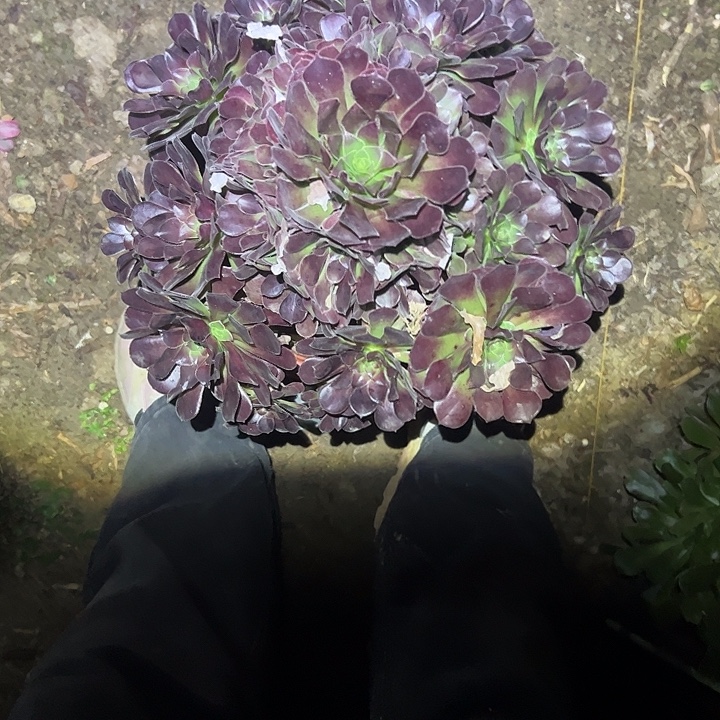 不包侧枝一物一拍59