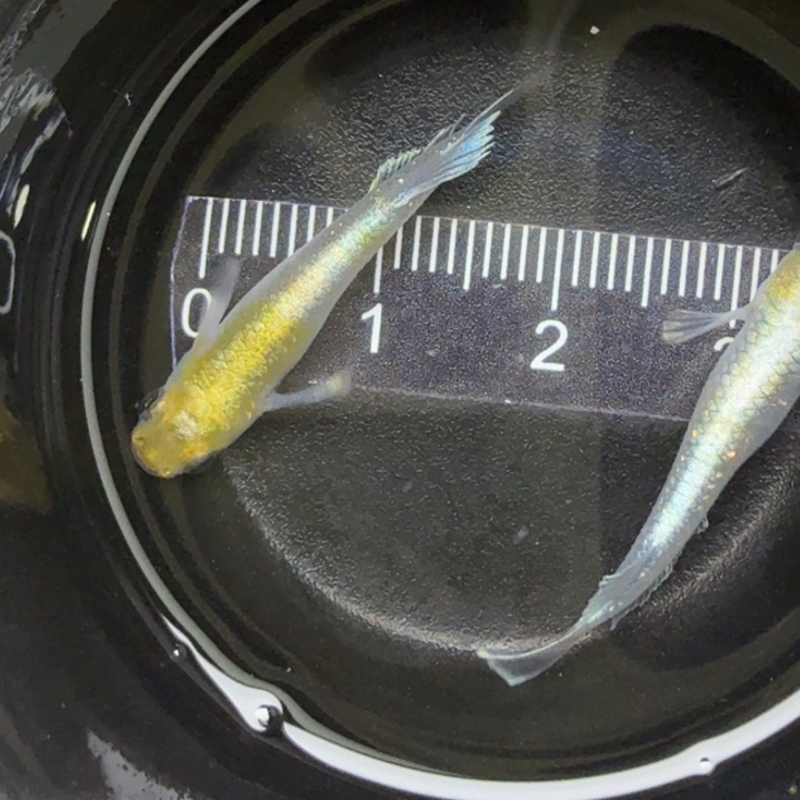 青鳉鱼宽鳍祖母绿45号