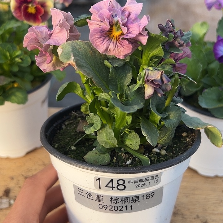 红陶抖音直播闪拍148