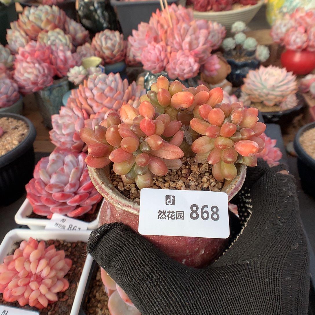 868千带田多肉植物6666