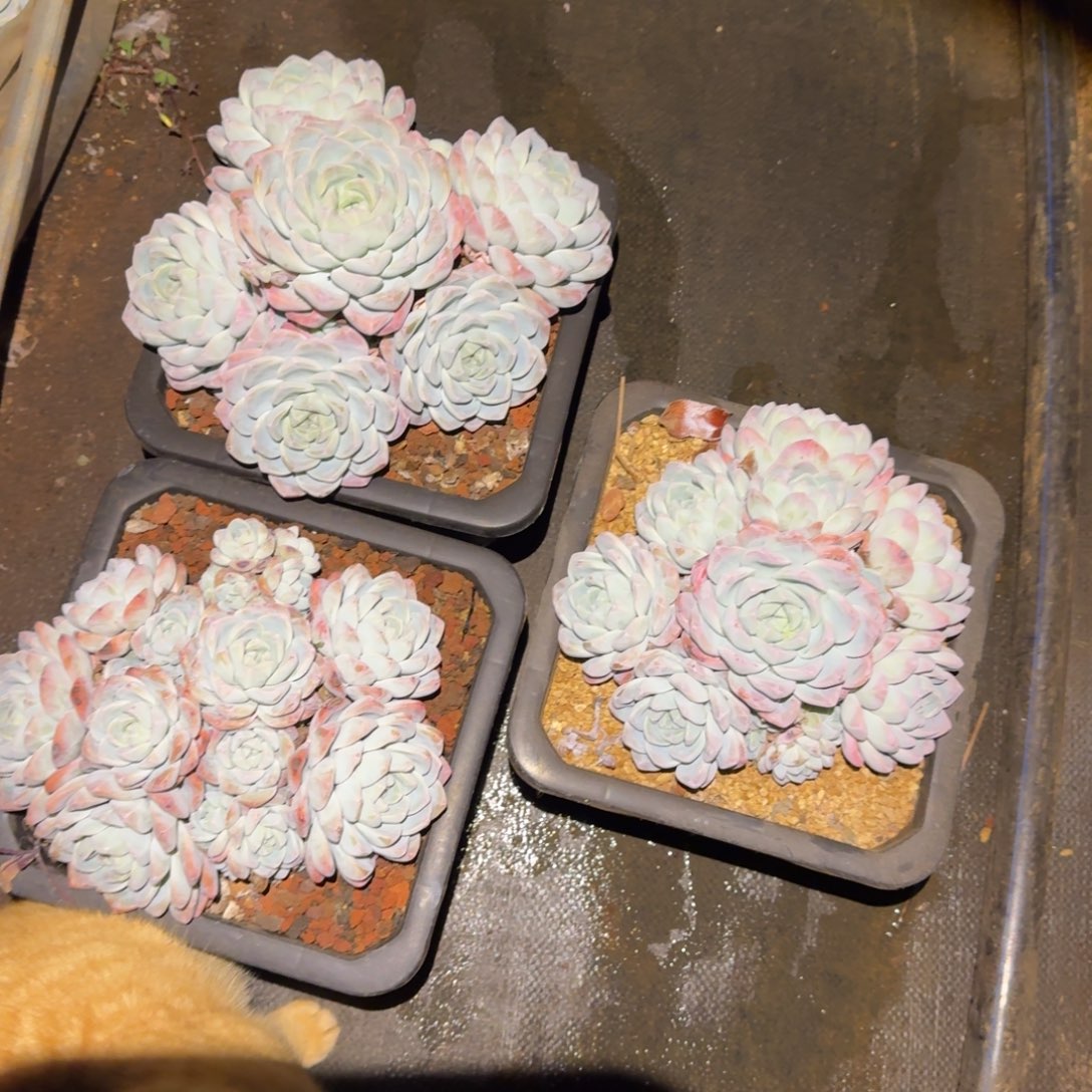 果***果大群冰玉多肉植物