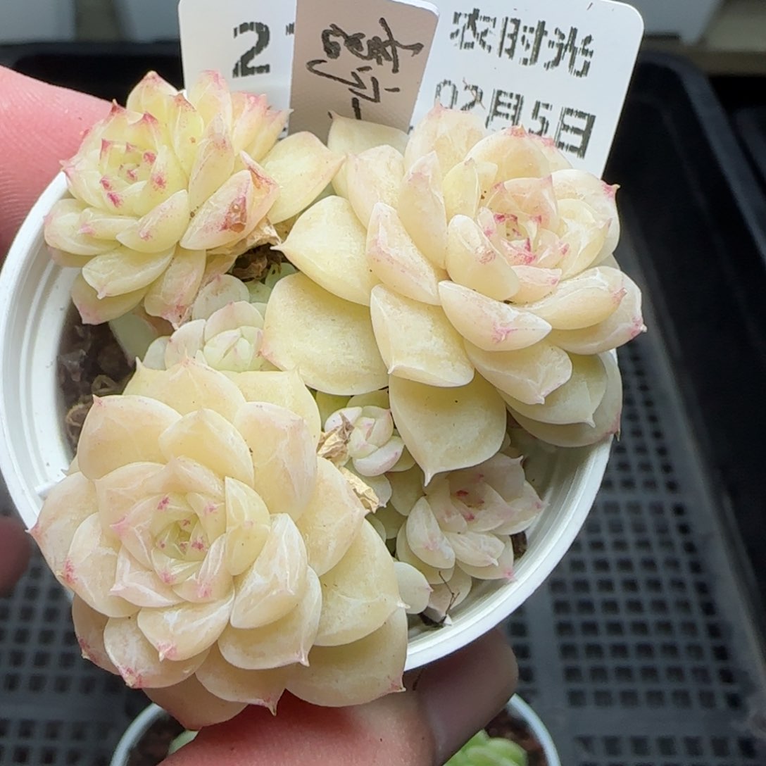 绥*0205-211（意柠-2）