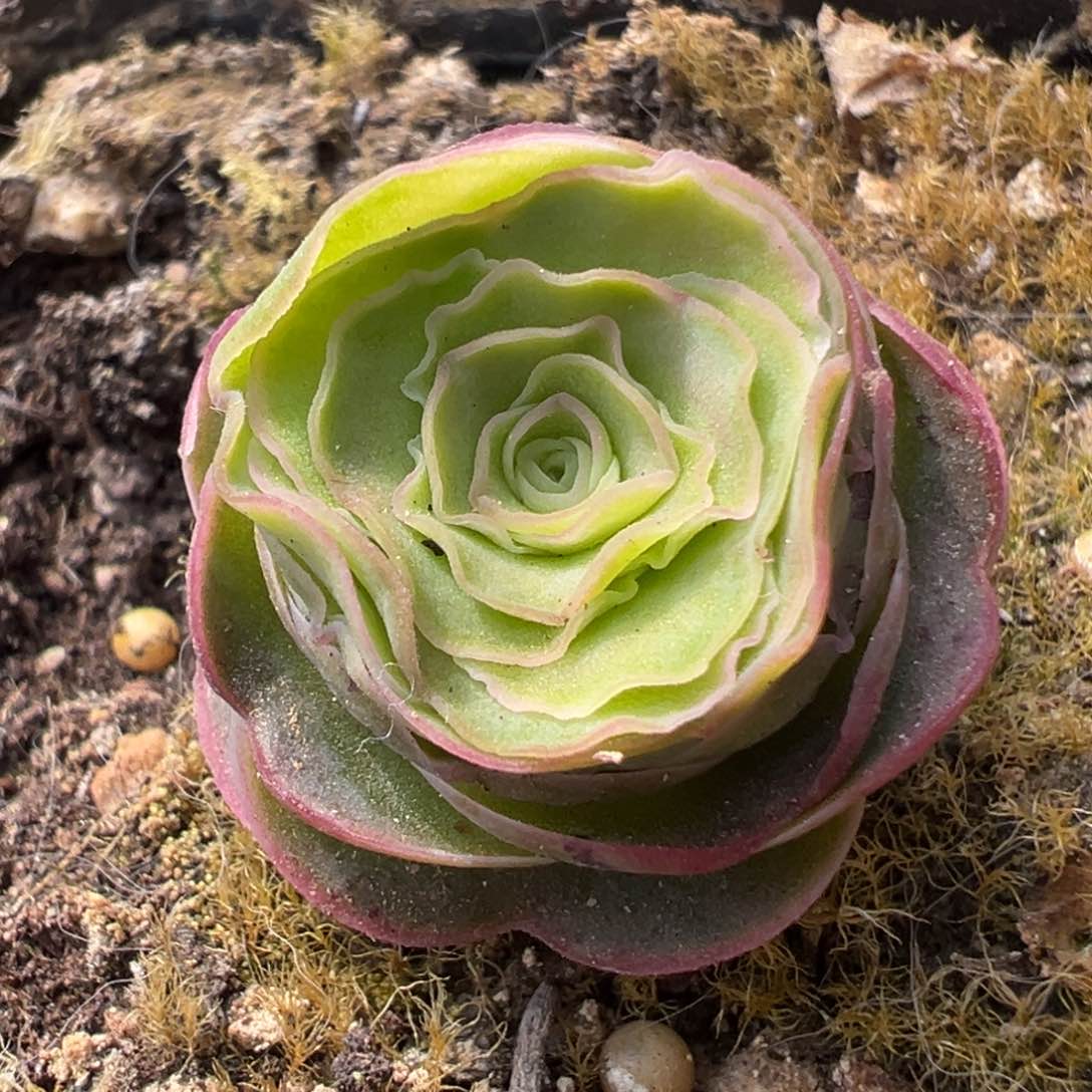 紫帕山地玫瑰多肉