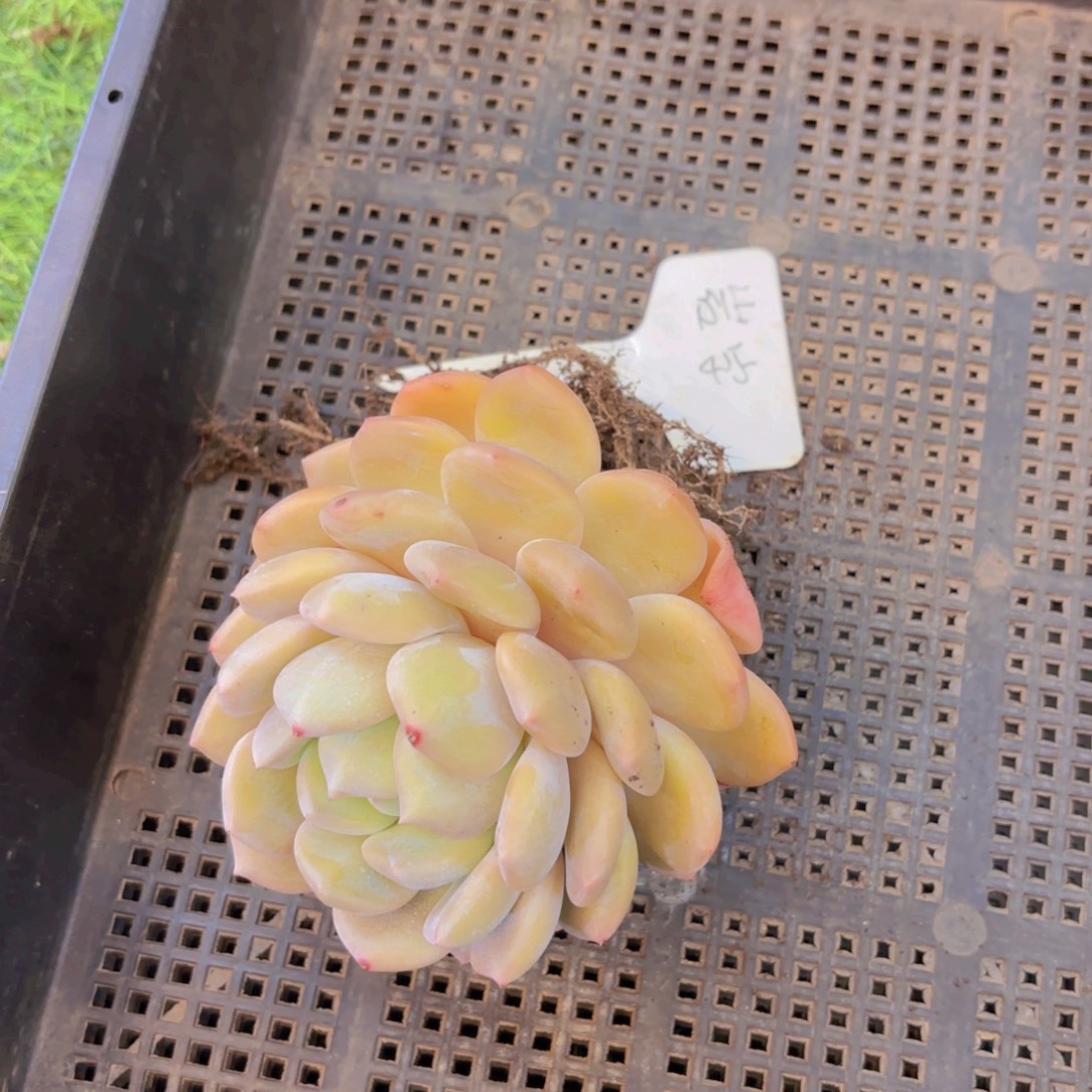 ****ぷ云南金致家精品炖肉