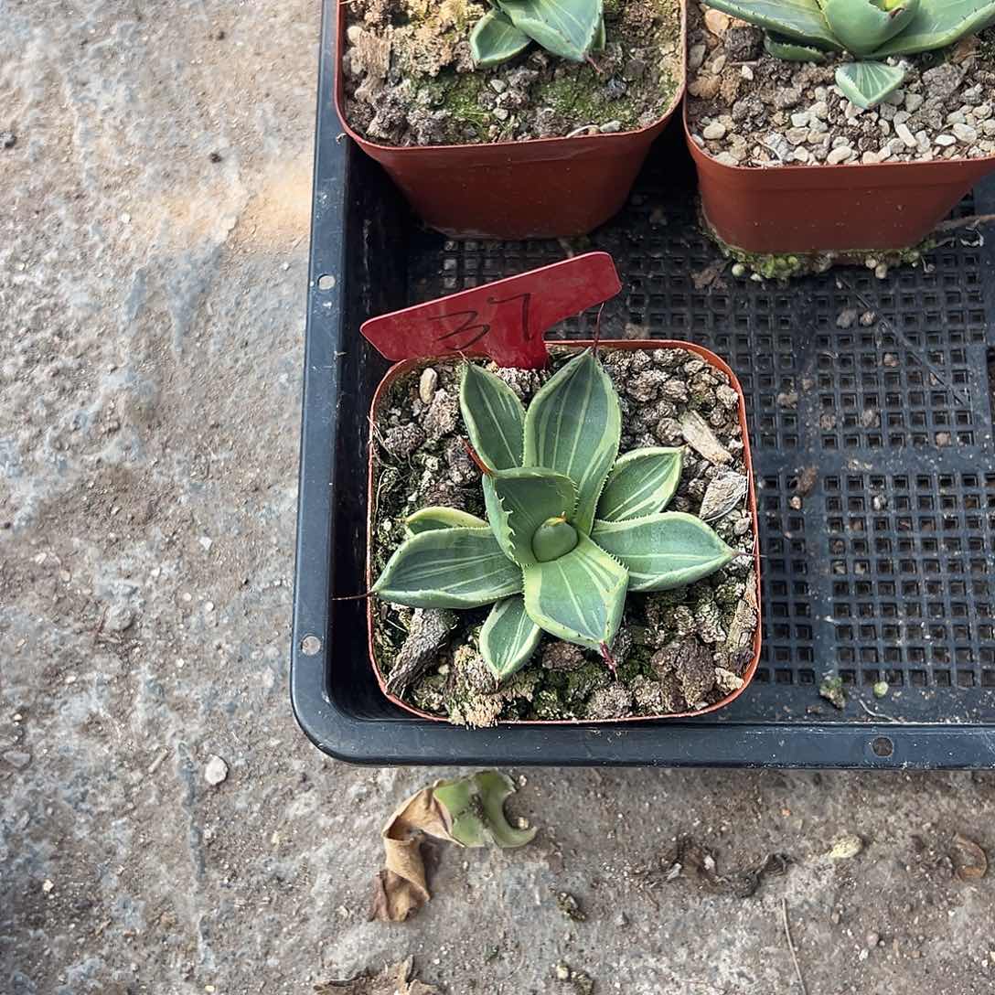 纠***歌娃娃脸生长发育