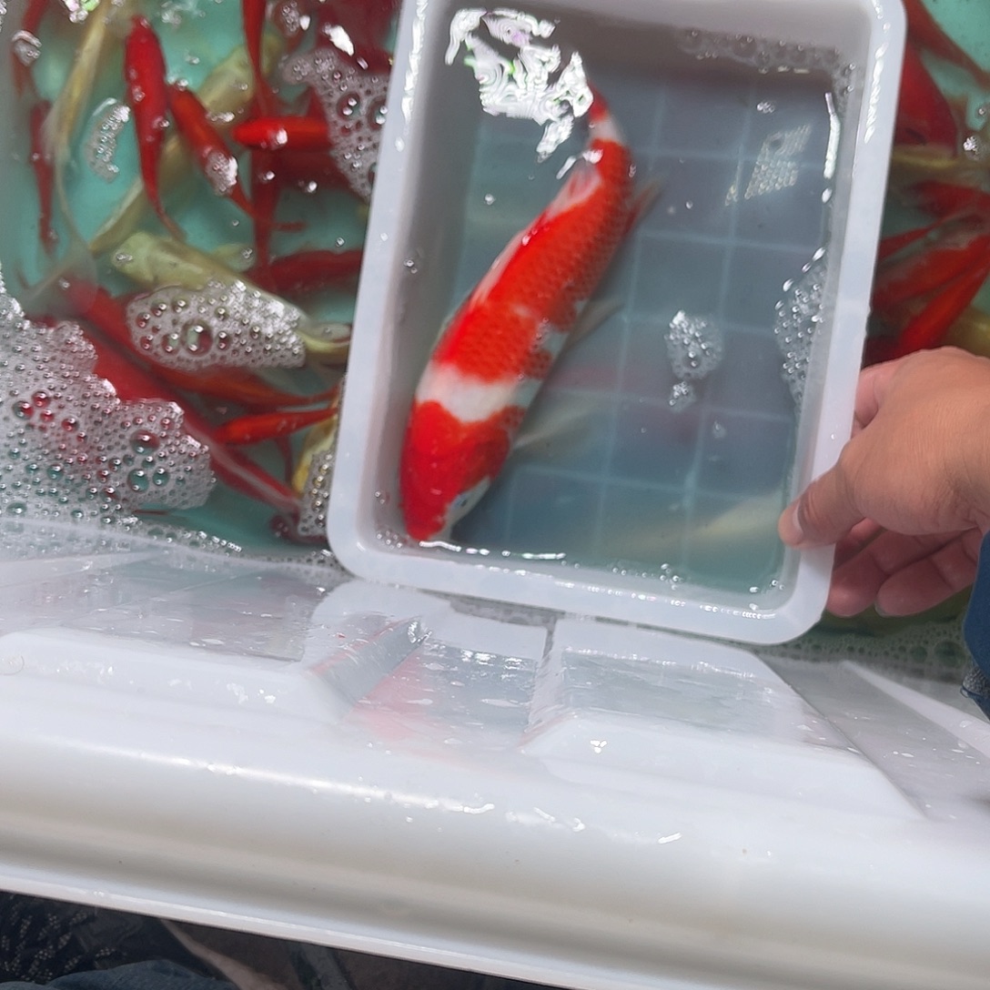 锦鲤包邮，包损，12