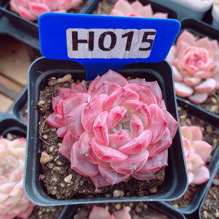 S****A新品6cm多肉植物