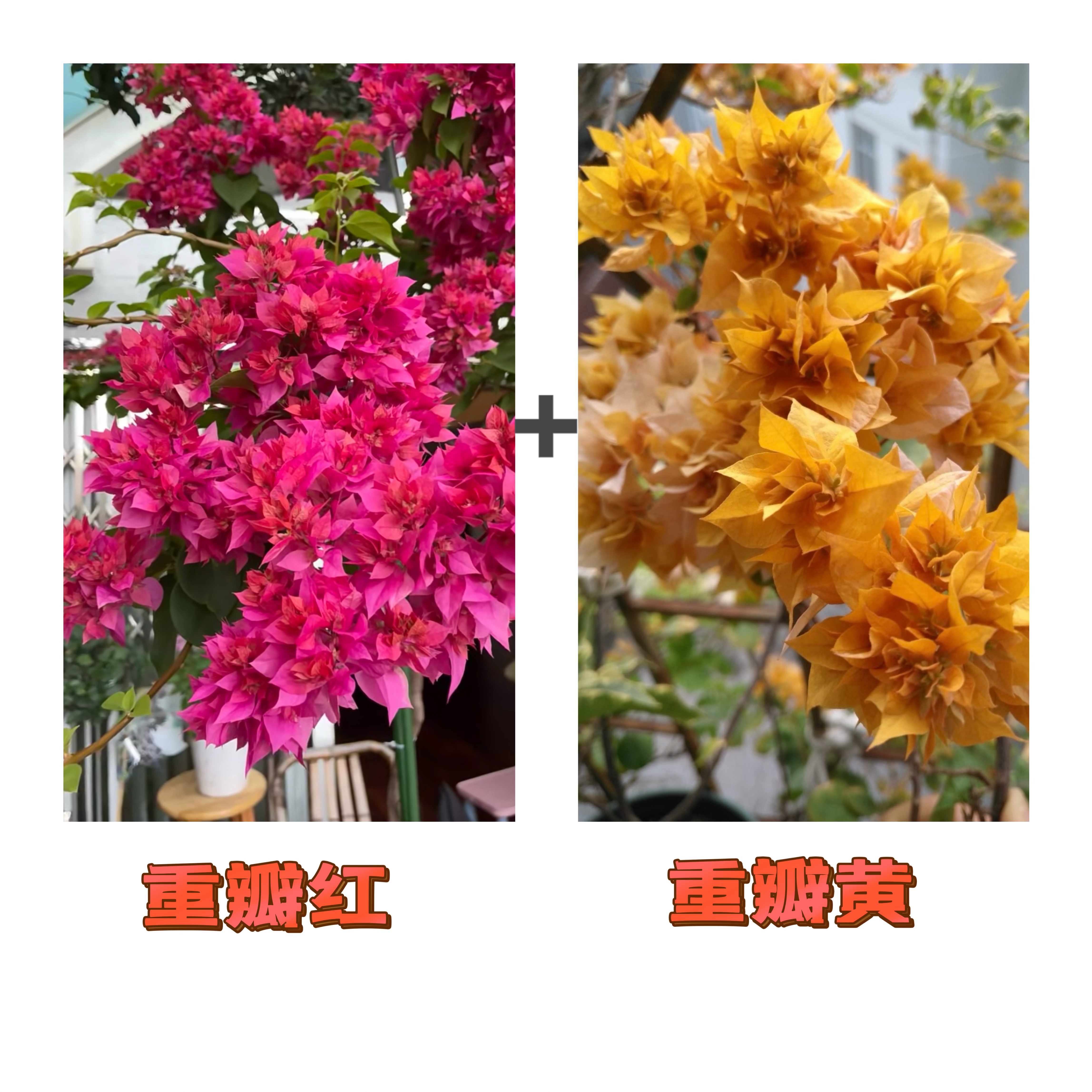 （重瓣红+重瓣黄金）到手2棵 三角梅 带图带根带枝叶（不带花不带盆）
