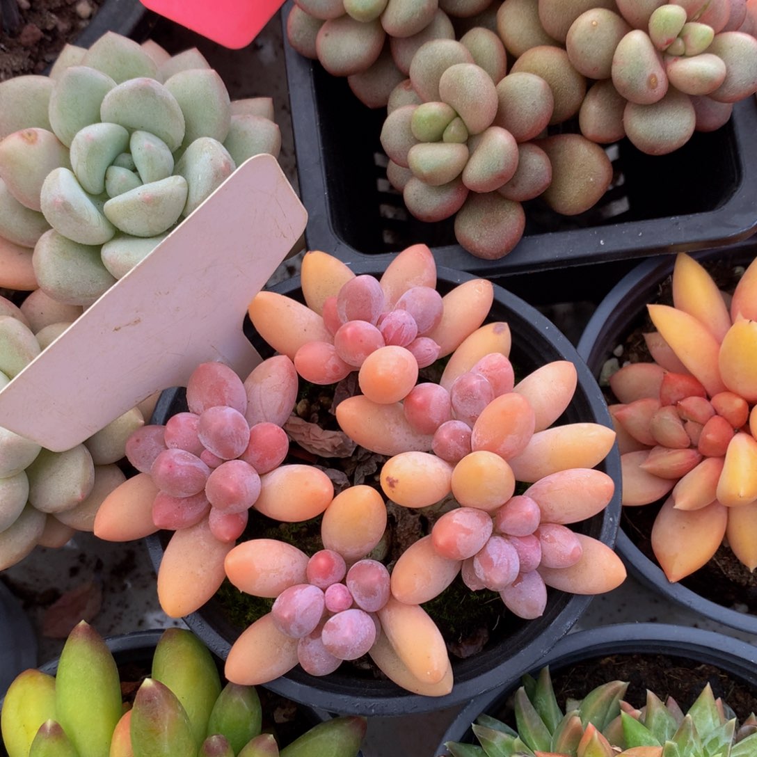 汤圆6262262662626263