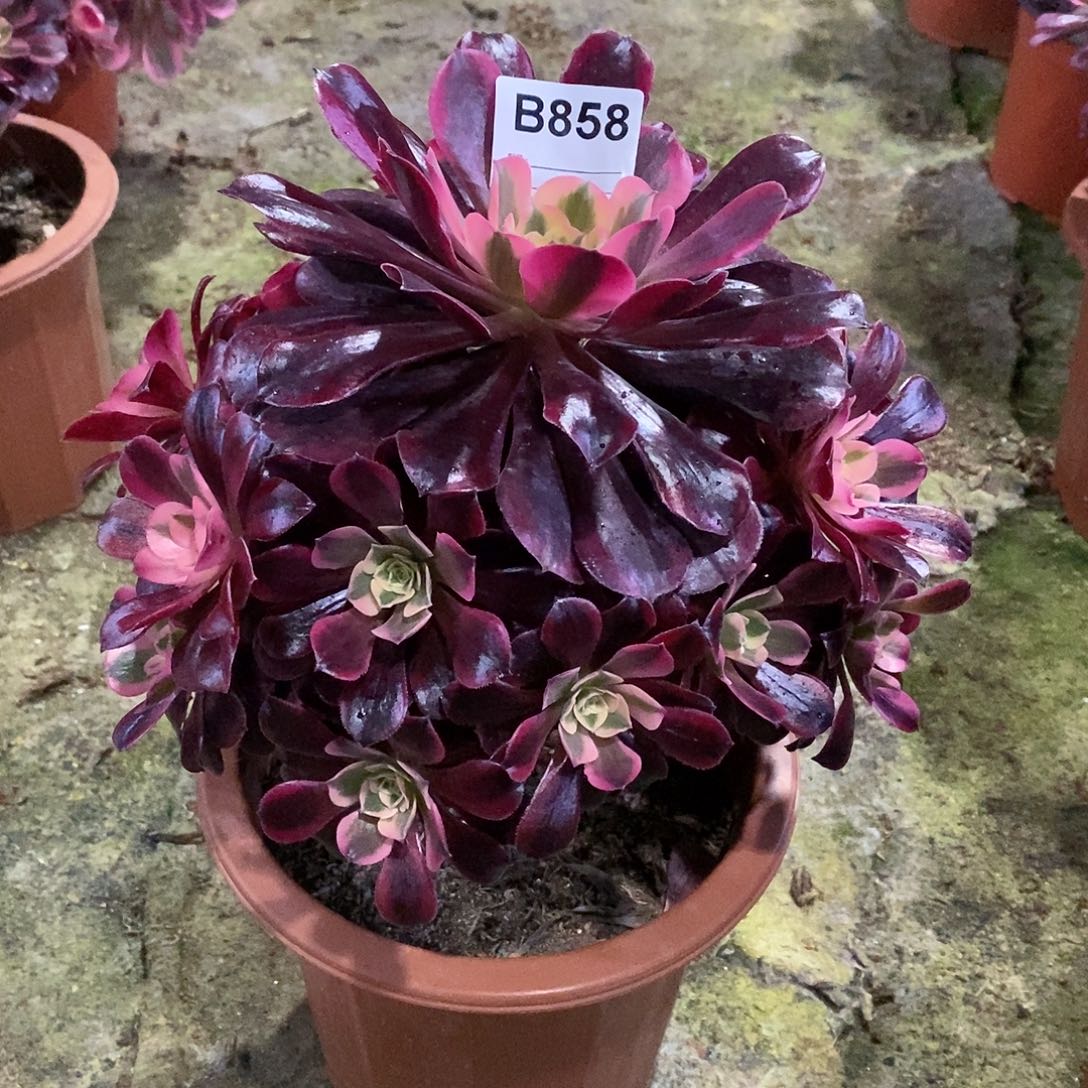 美杜莎多肉植物858