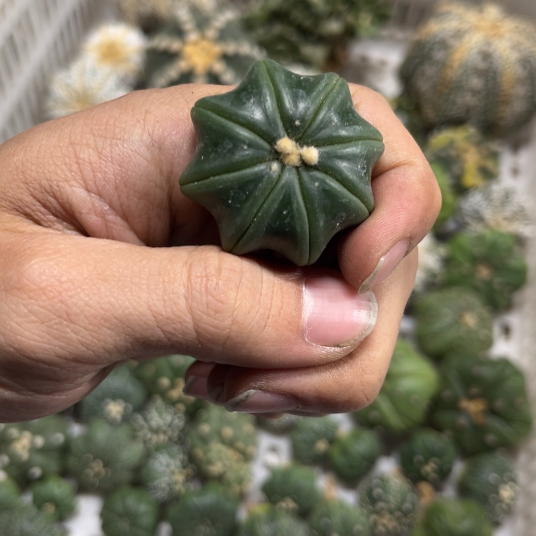 琉璃海星多肉植物仙人球