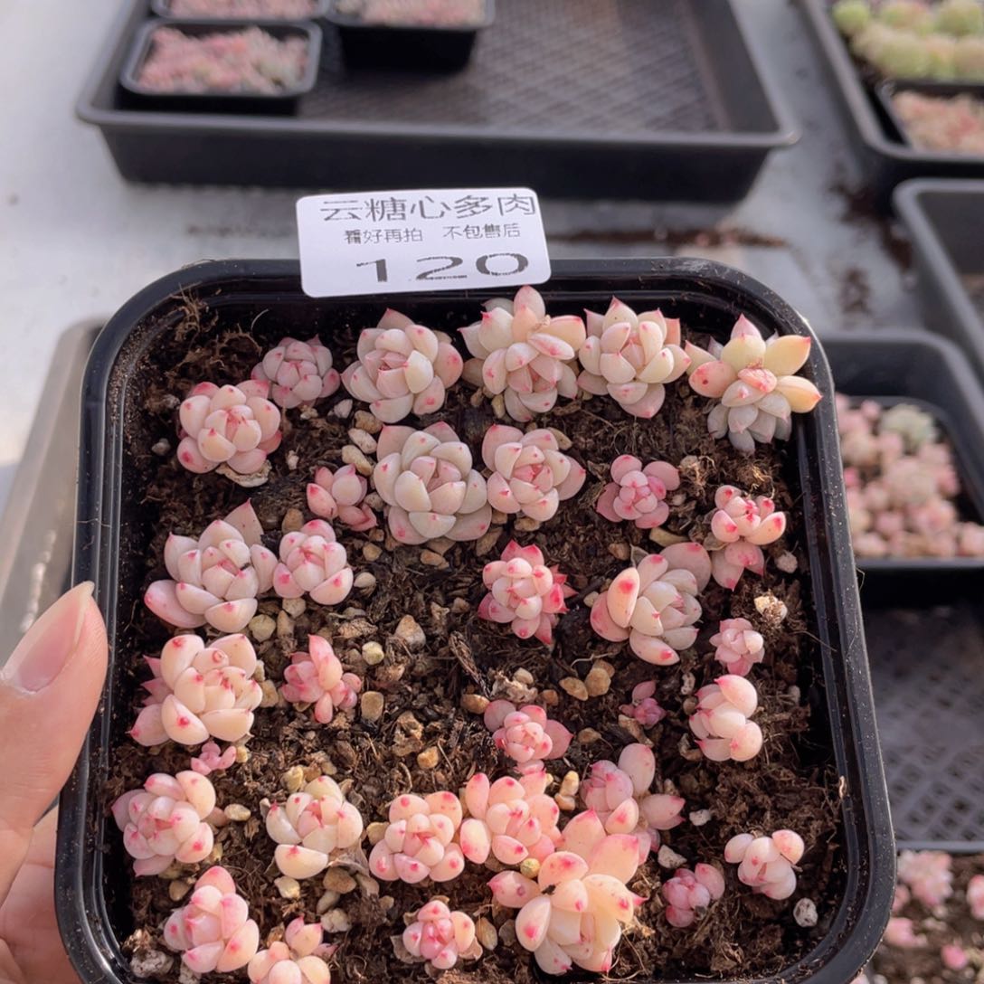 扛****k云糖心多肉植物120