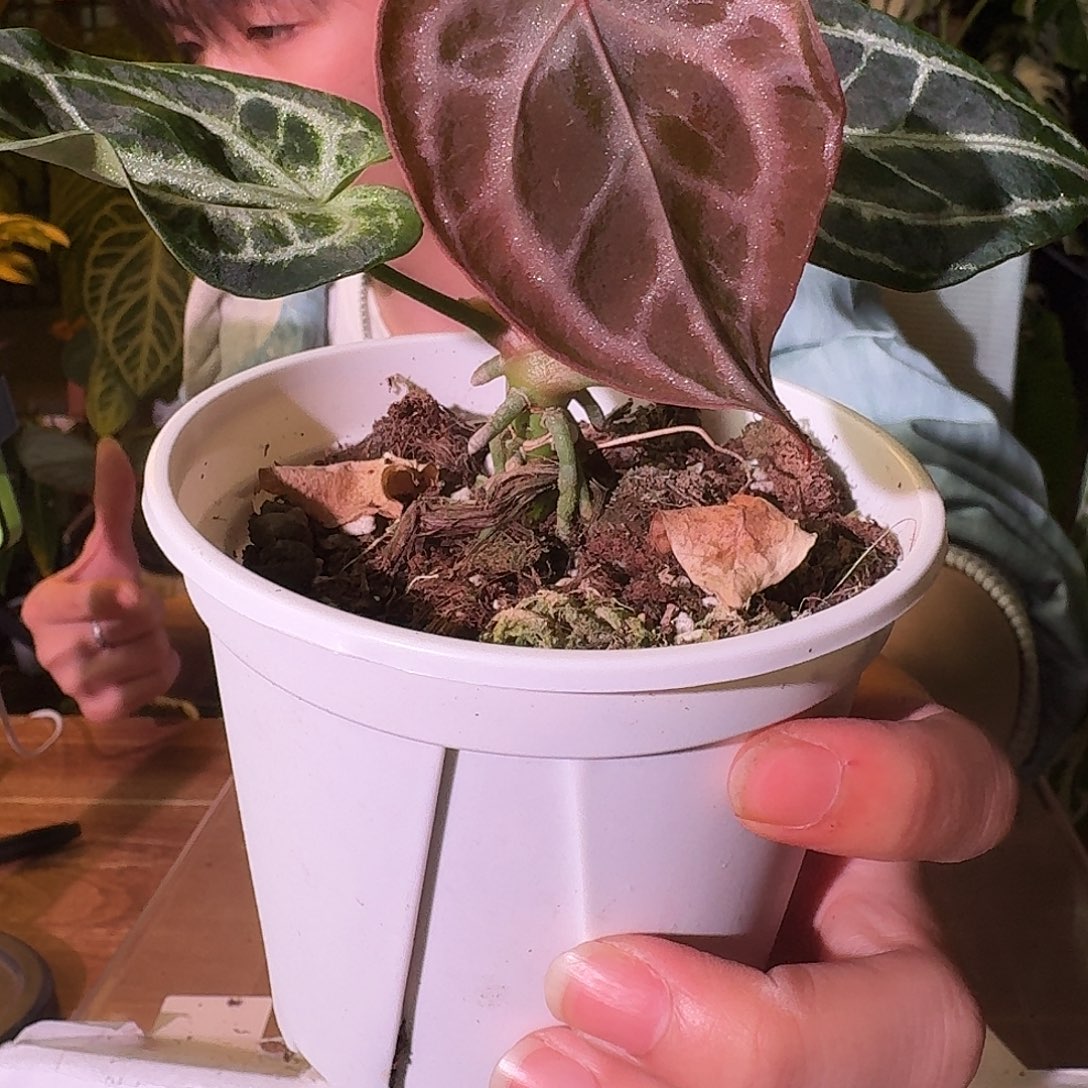 不开花植物H225skg银红杂黑色面纱